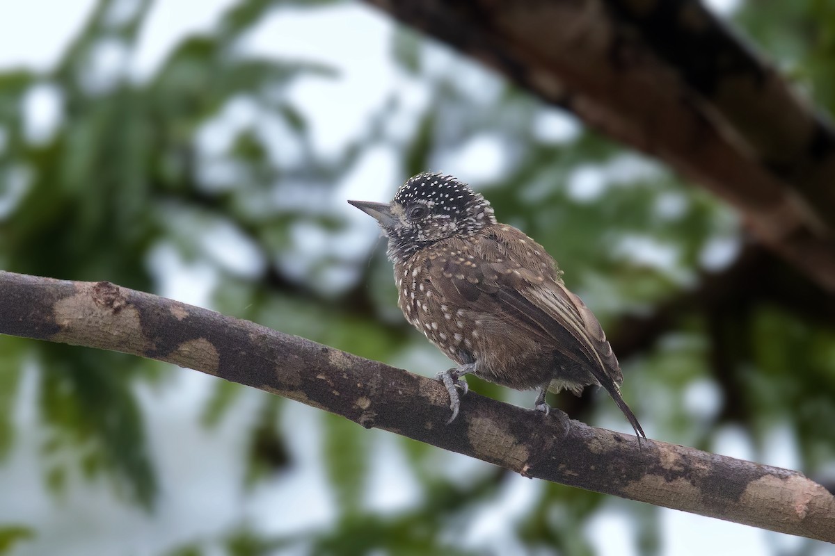 Spotted Piculet - ML416469411