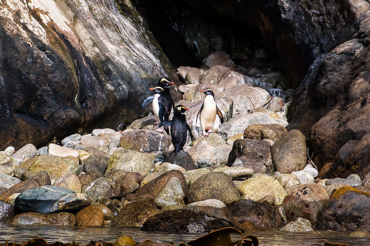 Fiordland Penguin - graichen & recer