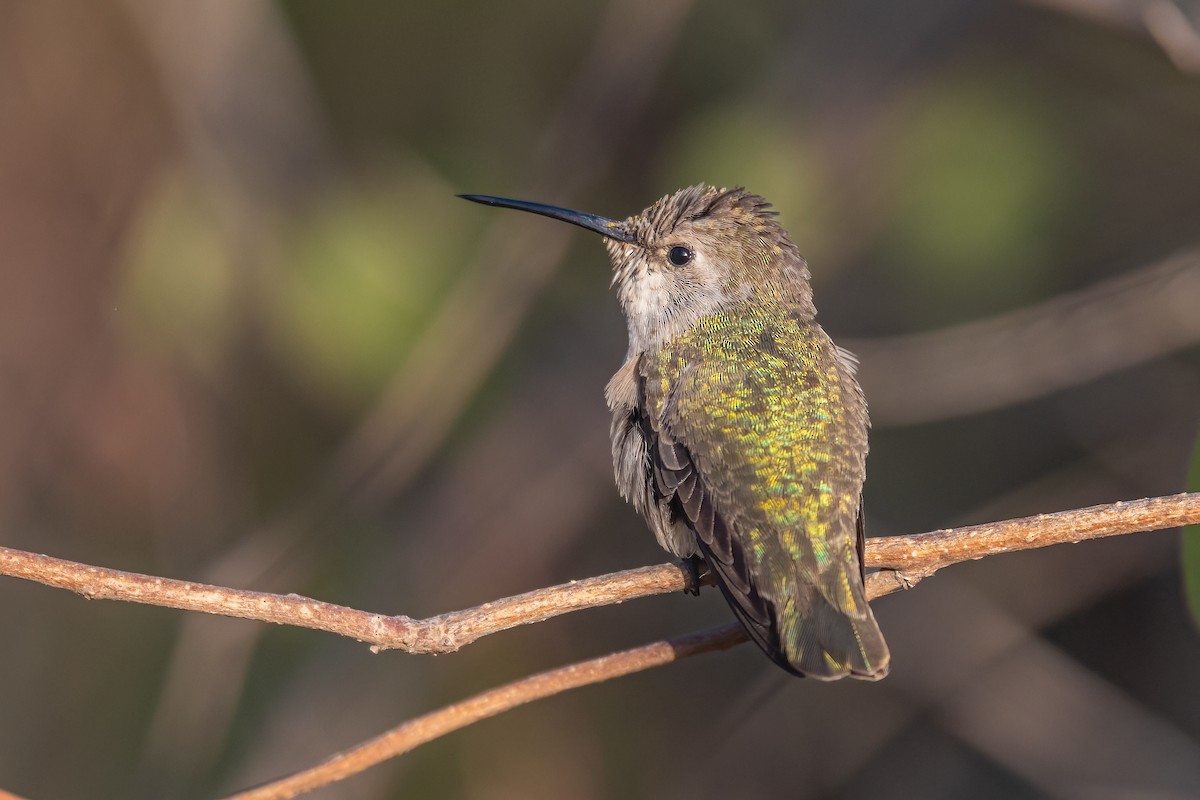 Costa's Hummingbird - Stephen Wainer