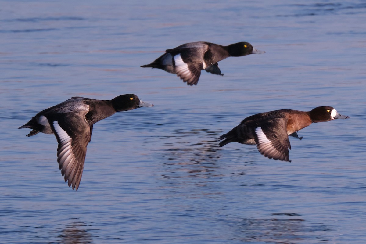Greater Scaup - ML416475791