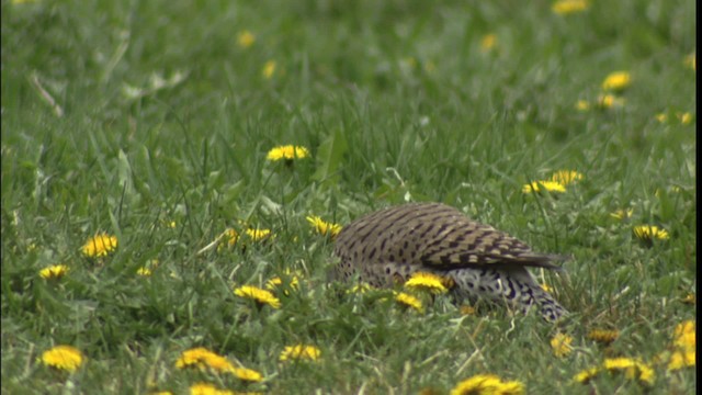 Northern Flicker (Red-shafted) - ML416476