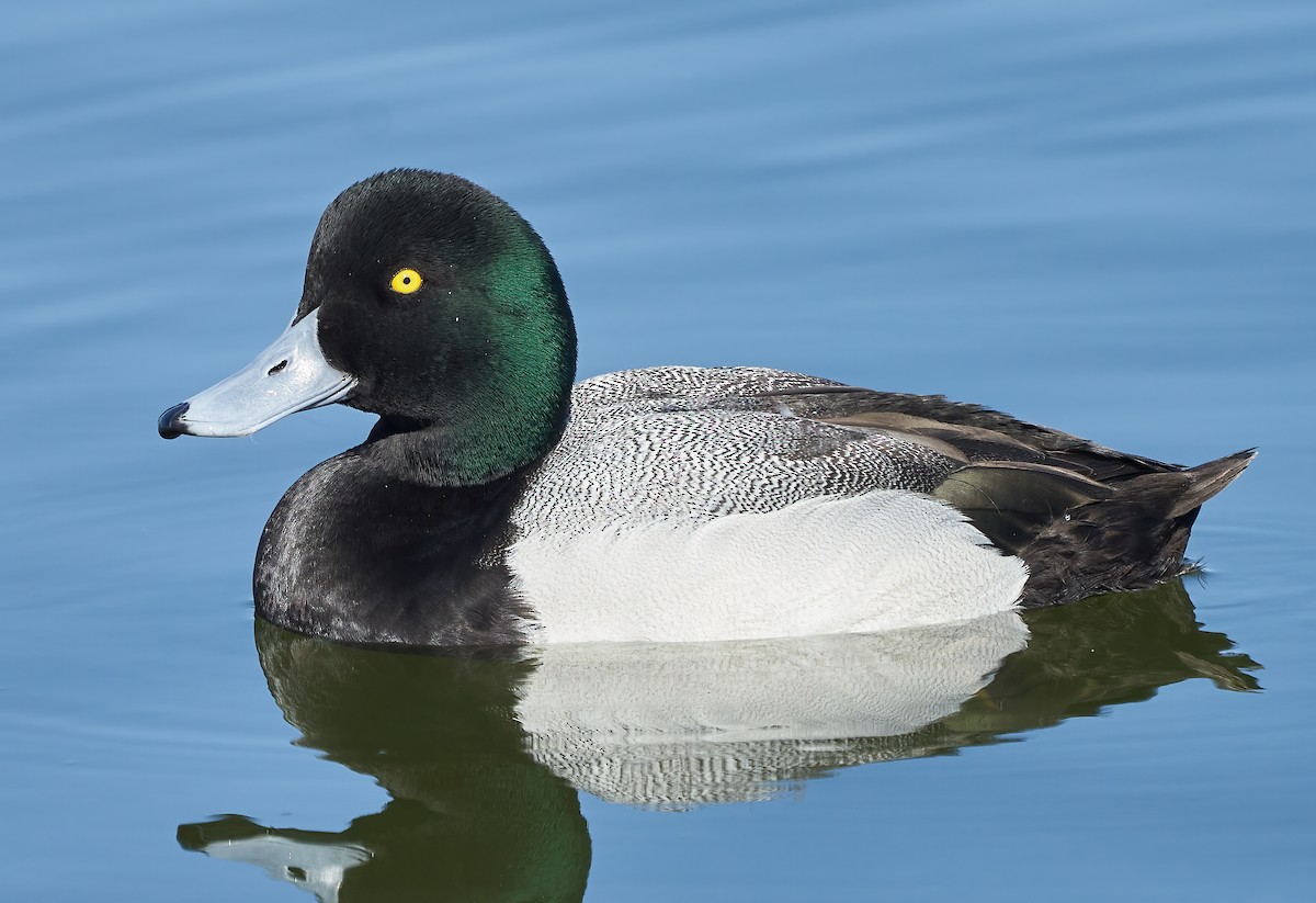 Greater Scaup - ML416480271