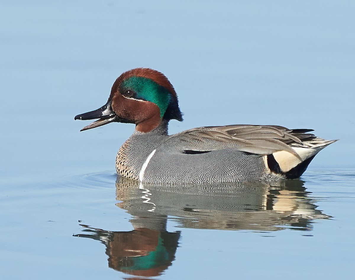 Green-winged Teal - ML416480331