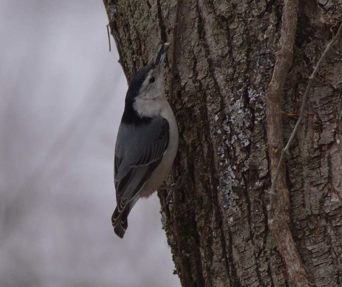 White-breasted Nuthatch (Eastern) - Robert Tonge
