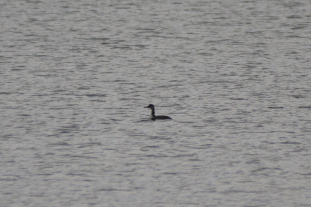 Red-necked Grebe - ML41651991