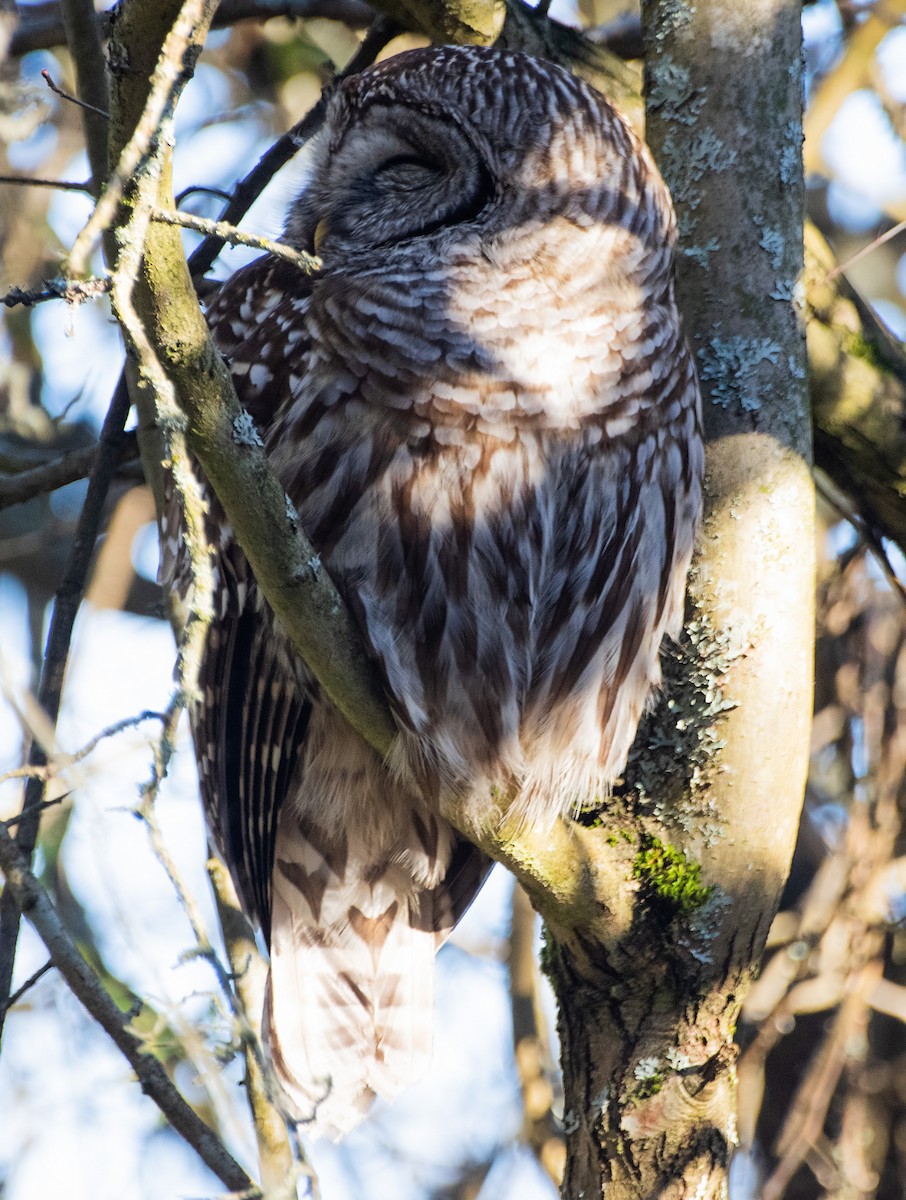 Barred Owl - Ray Woods