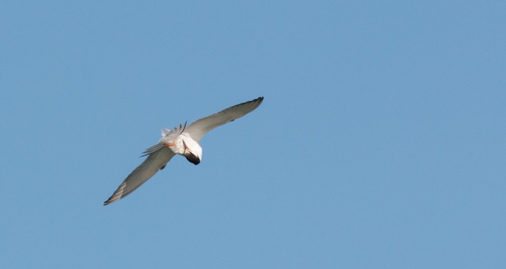 Common Tern - Pedro Nicolau