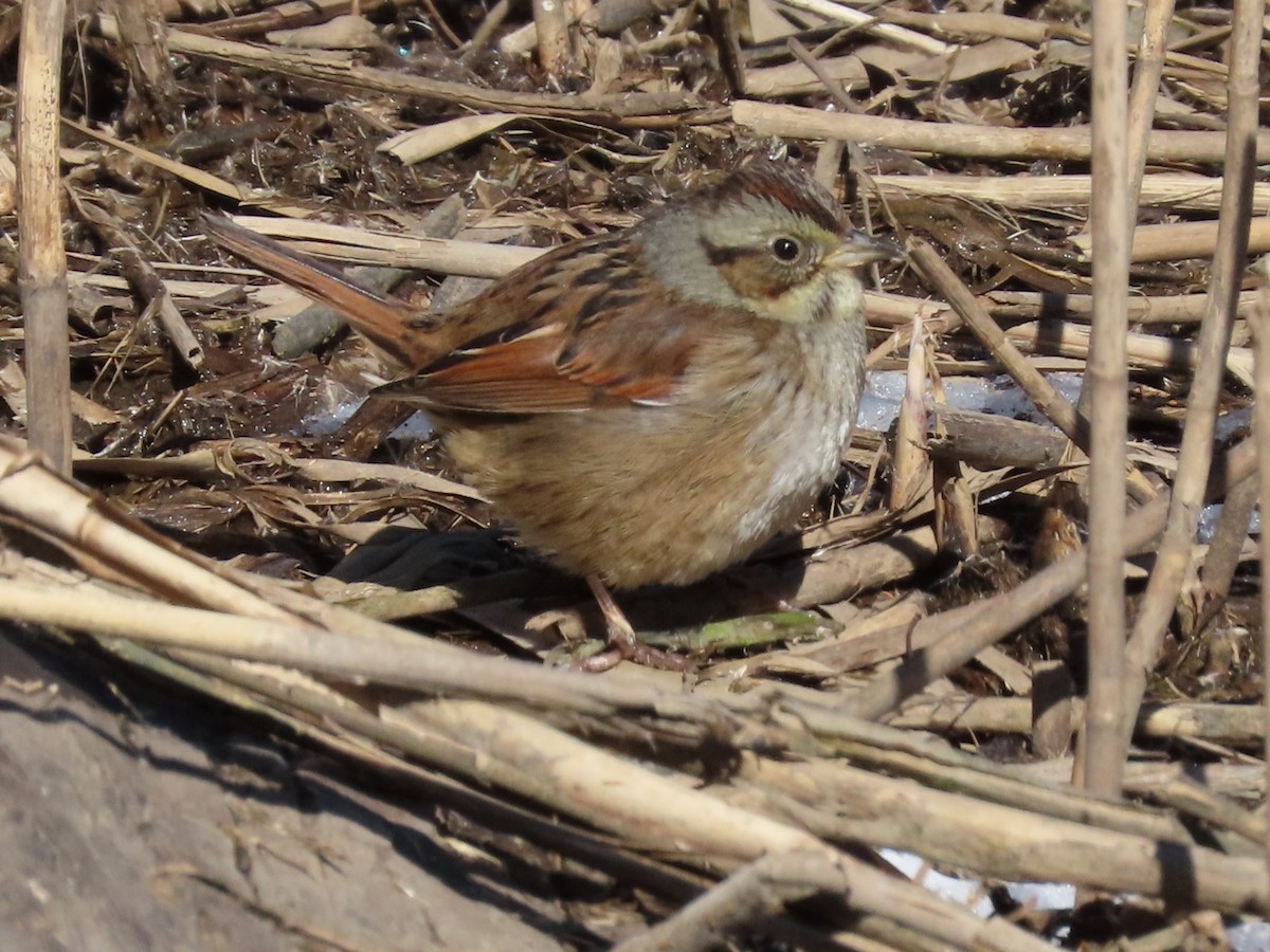 Swamp Sparrow - ML416531301