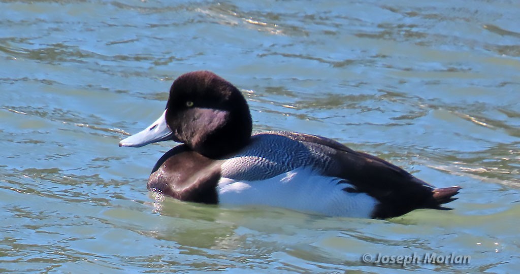 Greater Scaup - ML416533431