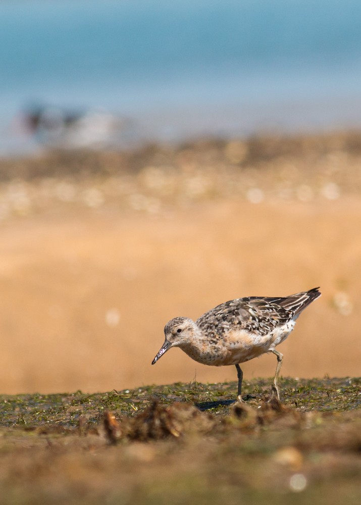 Red Knot - ML41654281