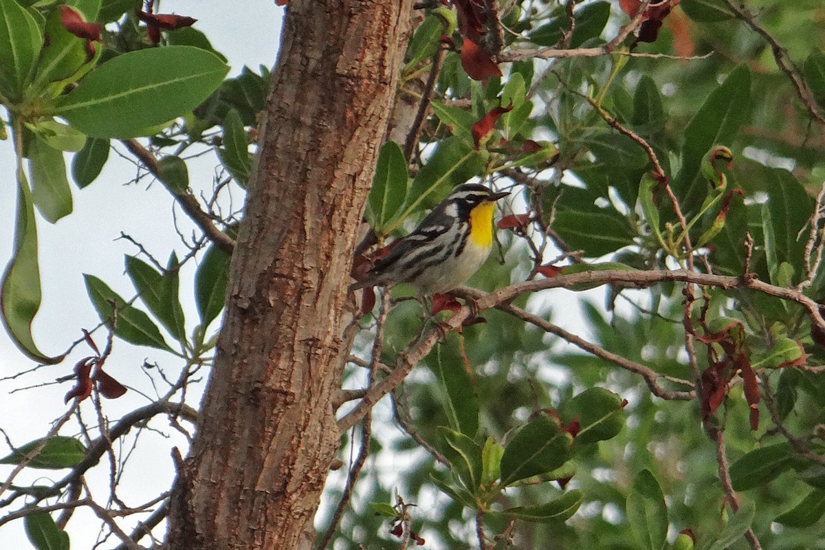Yellow-throated Warbler - ML41654501