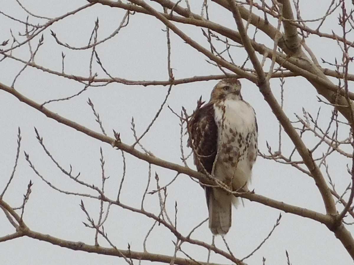Red-tailed Hawk - ML41655101