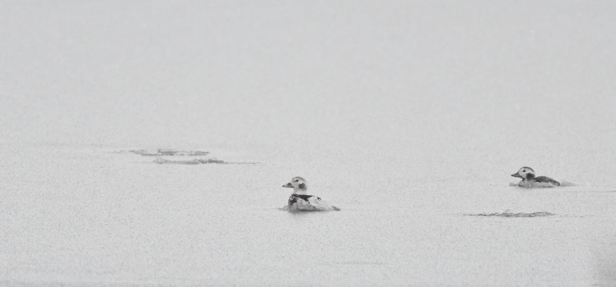 Long-tailed Duck - ML41655131