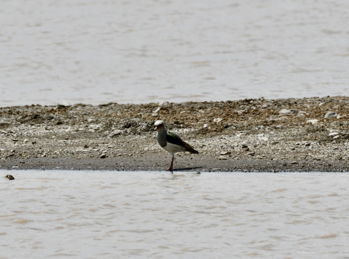 Andean Lapwing - ML416553481