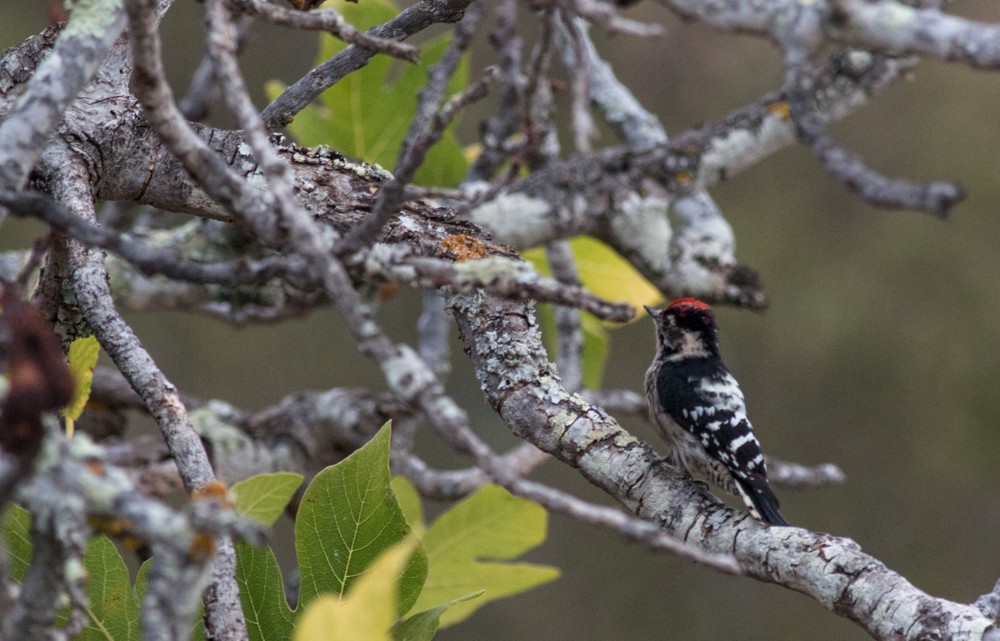 Lesser Spotted Woodpecker - ML41655431