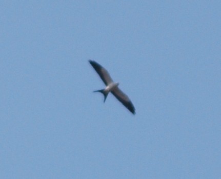 Swallow-tailed Kite - Pedro Diniz