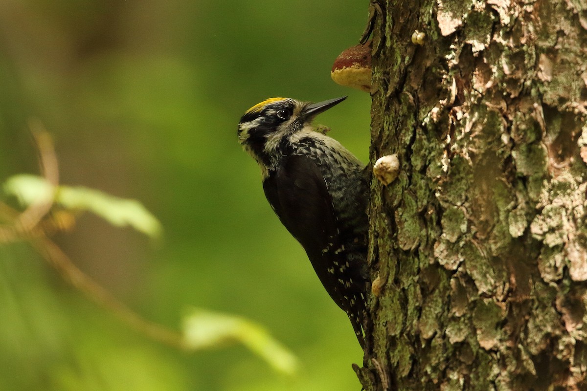 Eurasian Three-toed Woodpecker - Zbigniew Swiacki