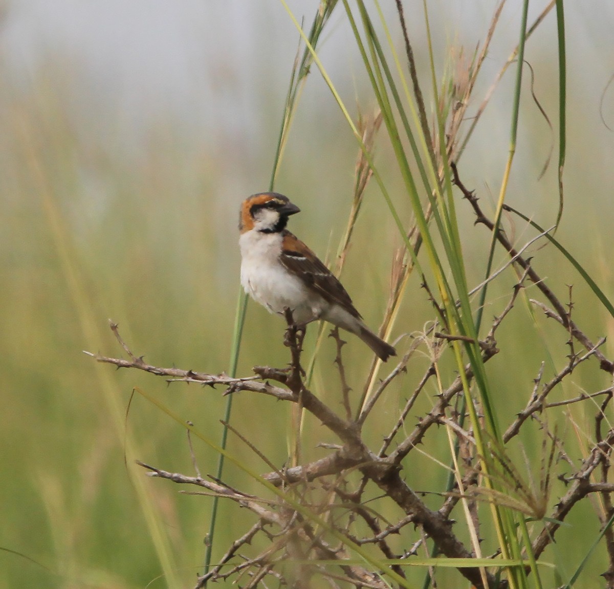 Shelley's Rufous Sparrow - ML416569161