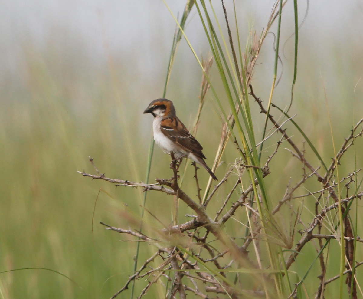 Shelley's Rufous Sparrow - ML416569181