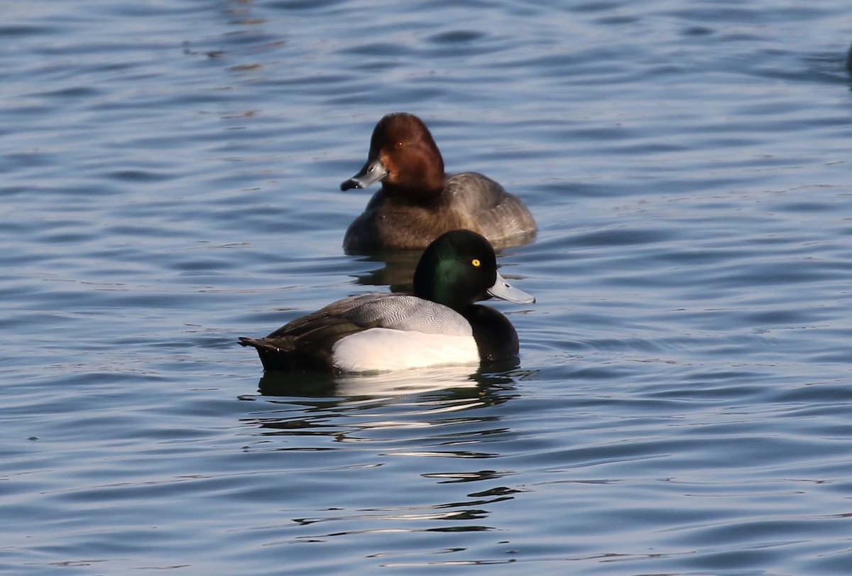 Greater Scaup - ML416570261