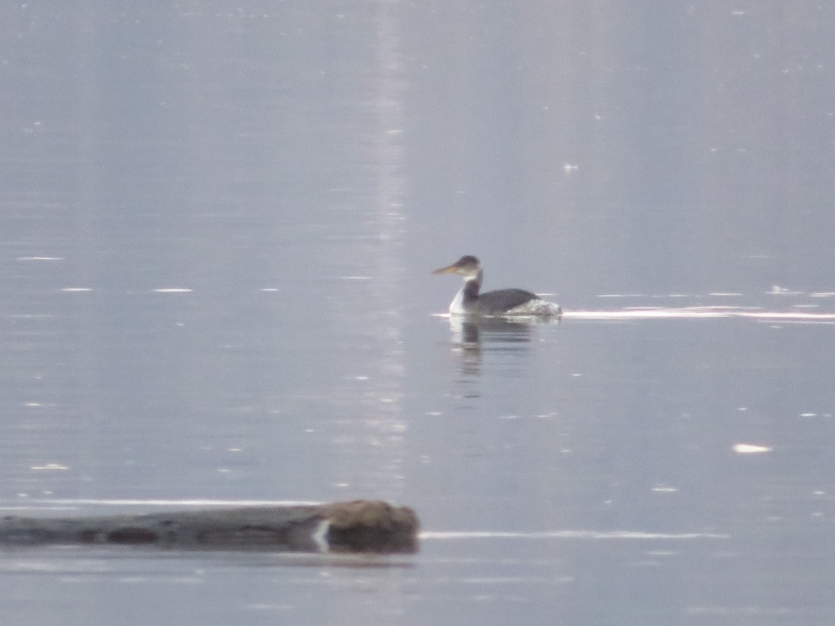 Red-necked Grebe - BowBrownBrook .