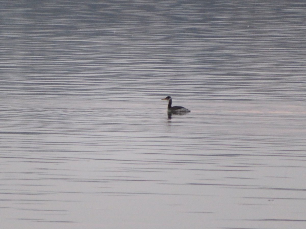 Red-necked Grebe - ML416572391