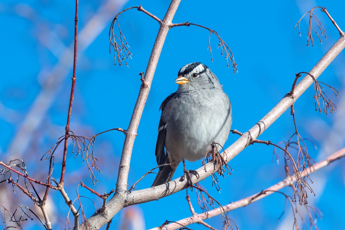 White-crowned Sparrow - ML416574251