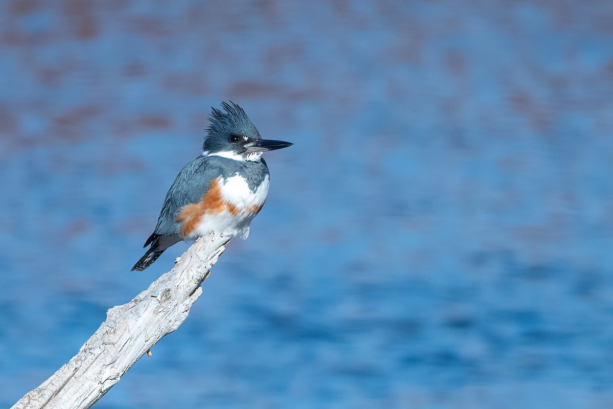 Belted Kingfisher - Tom Crabtree