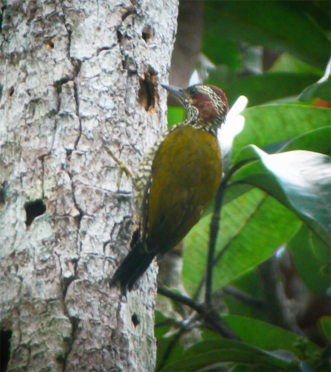 Brown-eared Woodpecker - ML416577791