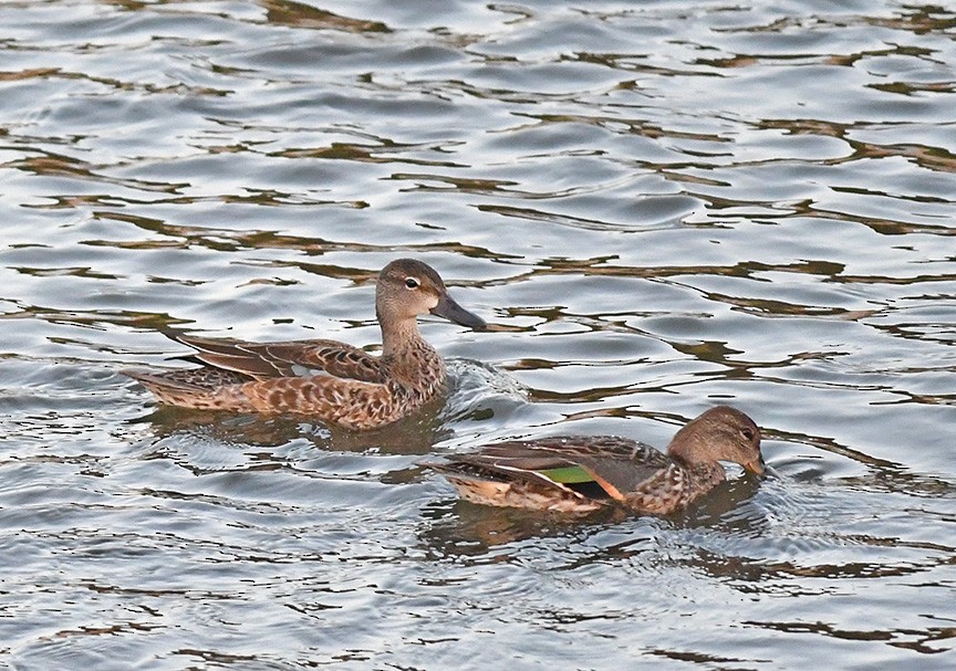 Blue-winged Teal - ML416579381
