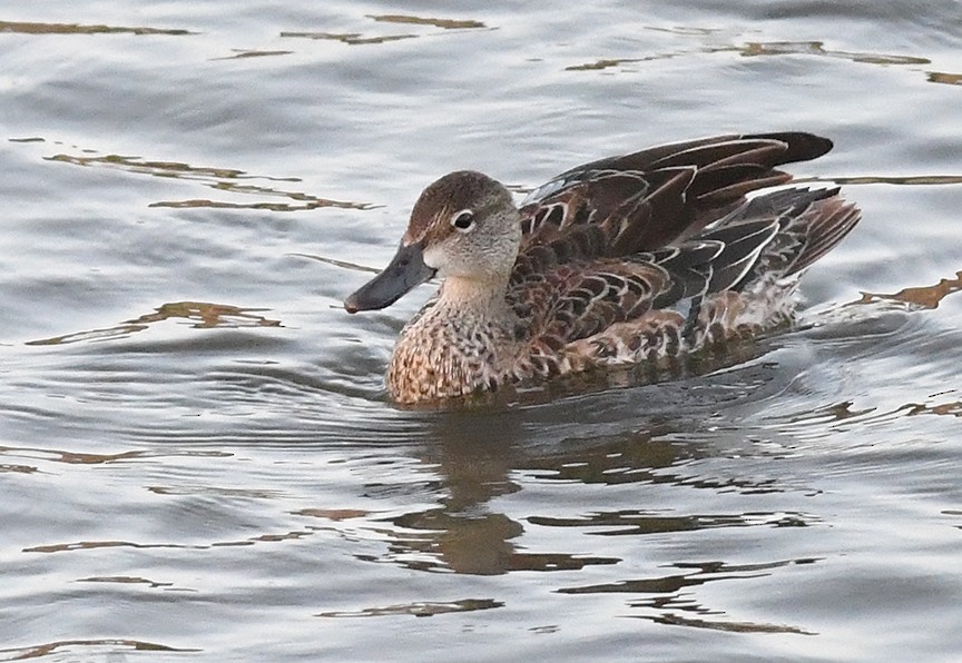 Blue-winged Teal - ML416579411