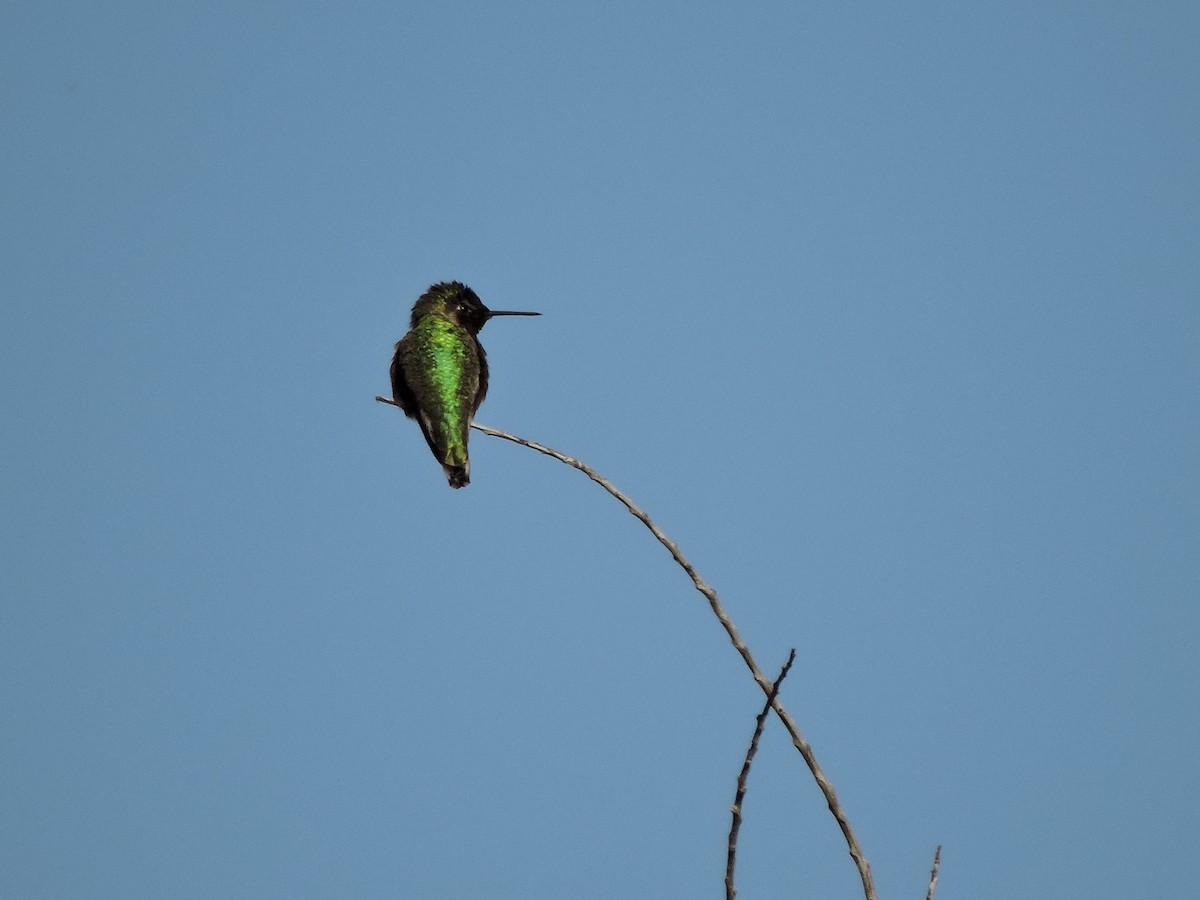 Anna's Hummingbird - ML41658251