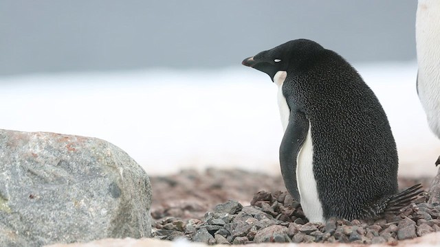 Pingüino de Adelia - ML416583391