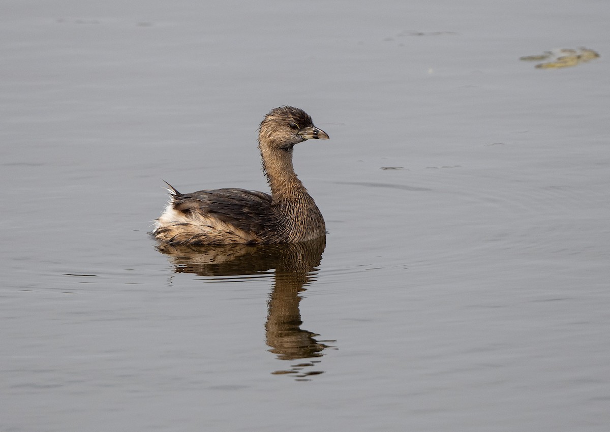 Pied-billed Grebe - Kevin Couture