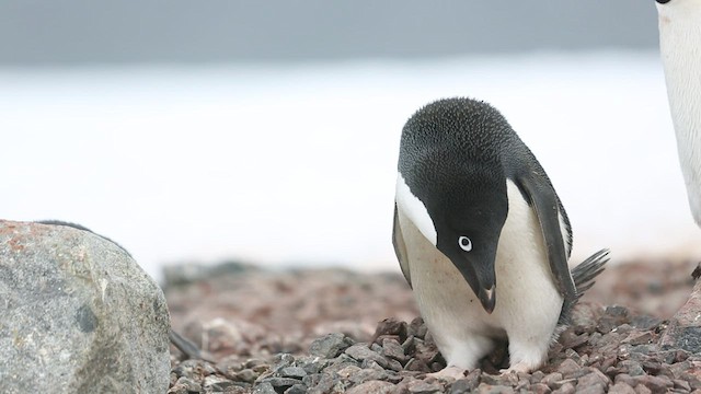 Pingüino de Adelia - ML416584611