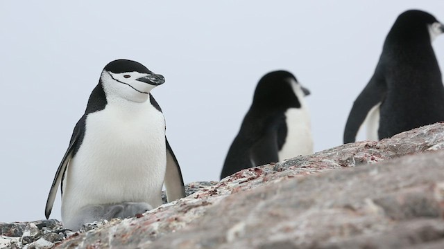 Пінгвін антарктичний - ML416586601