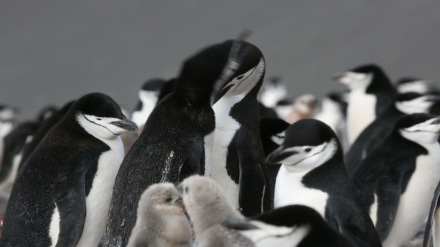 Антарктический пингвин - ML416588781