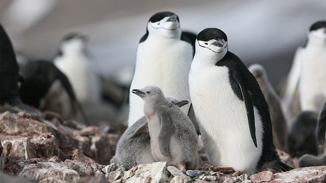 Антарктический пингвин - ML416589741