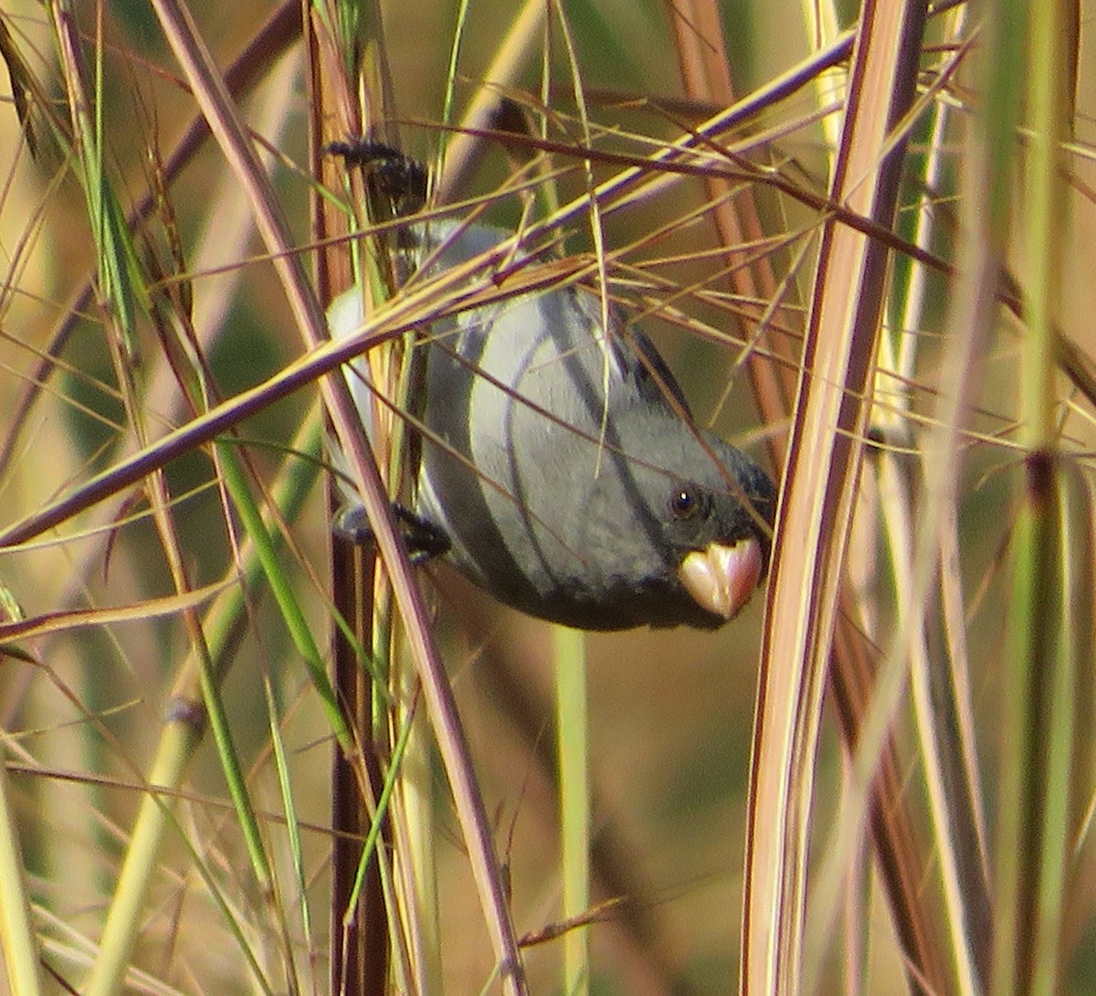 Gray Seedeater - ML416589841