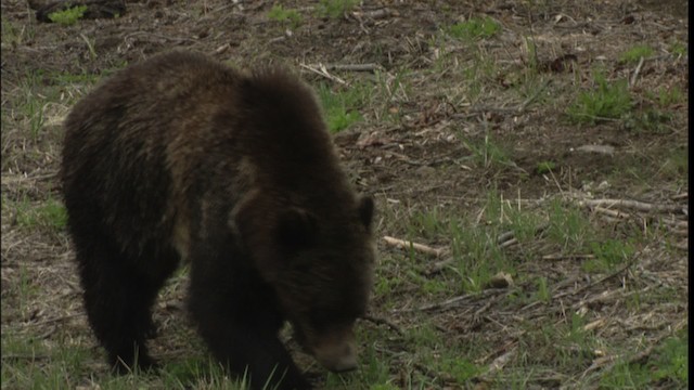 Grizzly Bear - ML416591