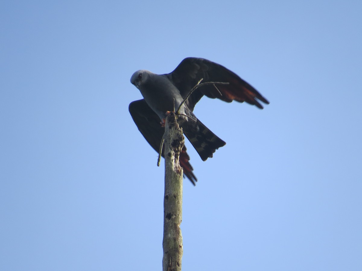 Plumbeous Kite - Brian Ahern