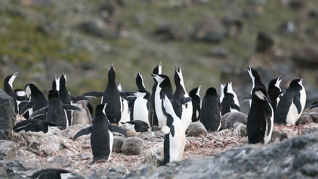Пінгвін антарктичний - ML416591761