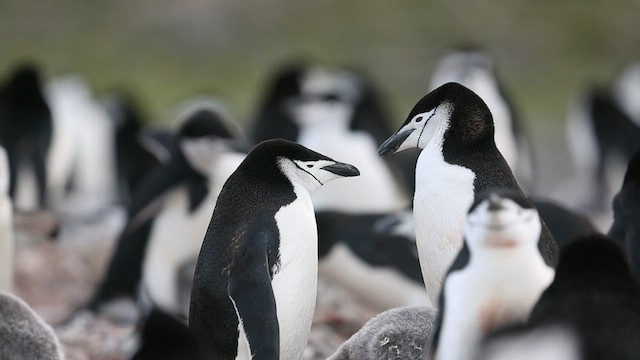 Пінгвін антарктичний - ML416594131