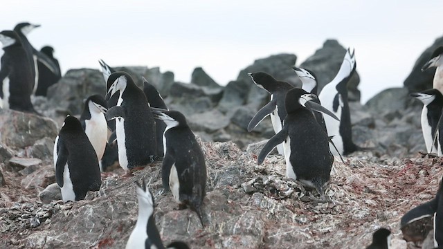Антарктический пингвин - ML416594281
