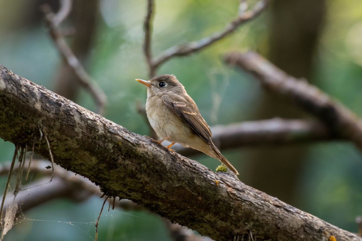 Brown-breasted Flycatcher - ML416594721