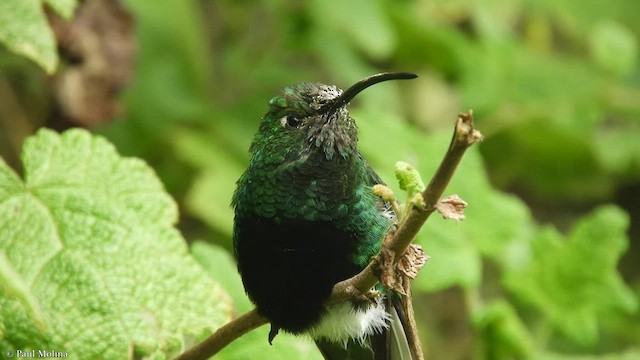 kolibřík aksamitový - ML416603711