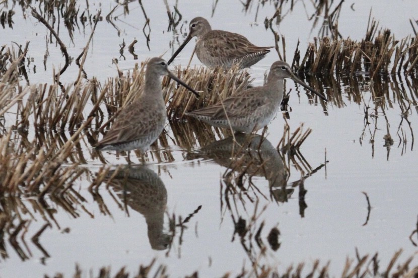 Long-billed Dowitcher - ML416604311