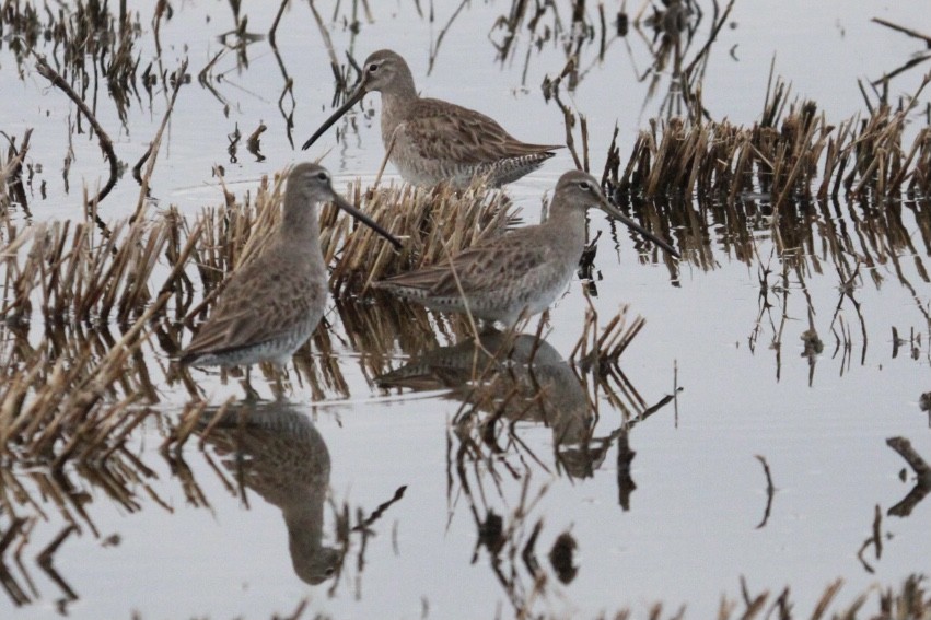 Long-billed Dowitcher - ML416604321