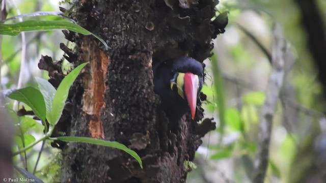 Gray-breasted Mountain-Toucan - ML416605081