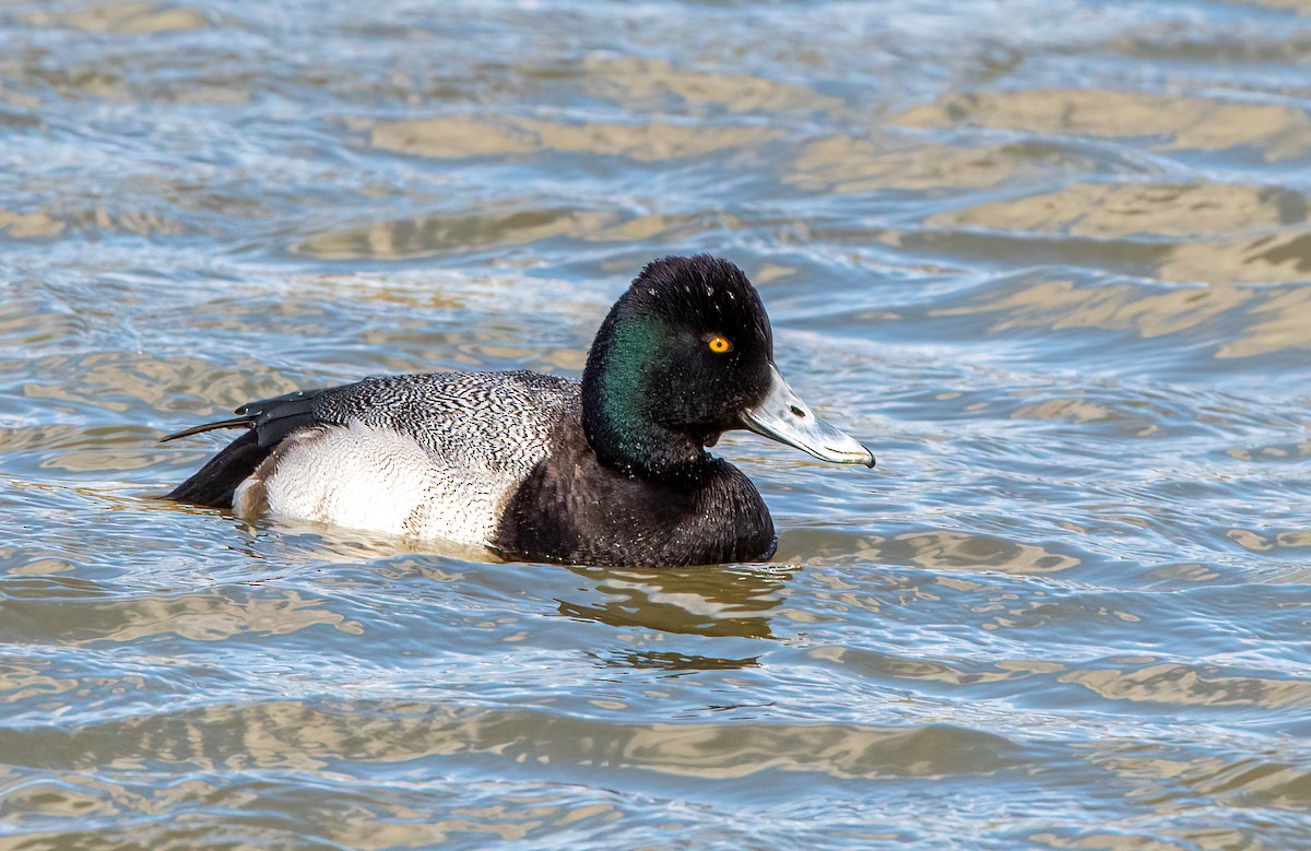 Greater Scaup - ML416605921